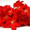 1 Set Of 20 LED Deep Red Frangipani Flower Battery String Lights Christmas Gift Home Wedding Party Decoration Outdoor Table Garland Wreath 1 1 Set Of 20 LED Deep Red Frangipani Flower Battery String Lights Christmas Gift Home Wedding Party Decoration Outdoor Table Garland Wreath -Dolce & Gabbana Sales Shop v382 redfrangibatt20 68328 00